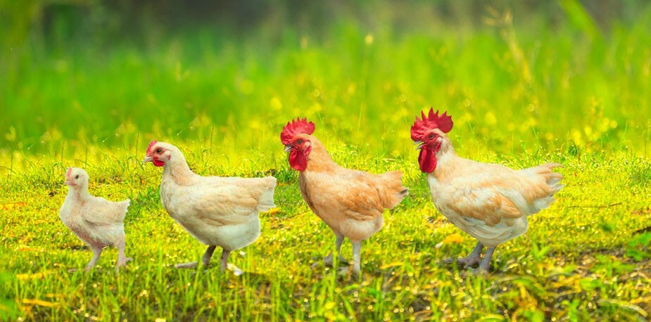 台灣好食材—優質口感與專業分切吸引星廚目光：桂丁土雞